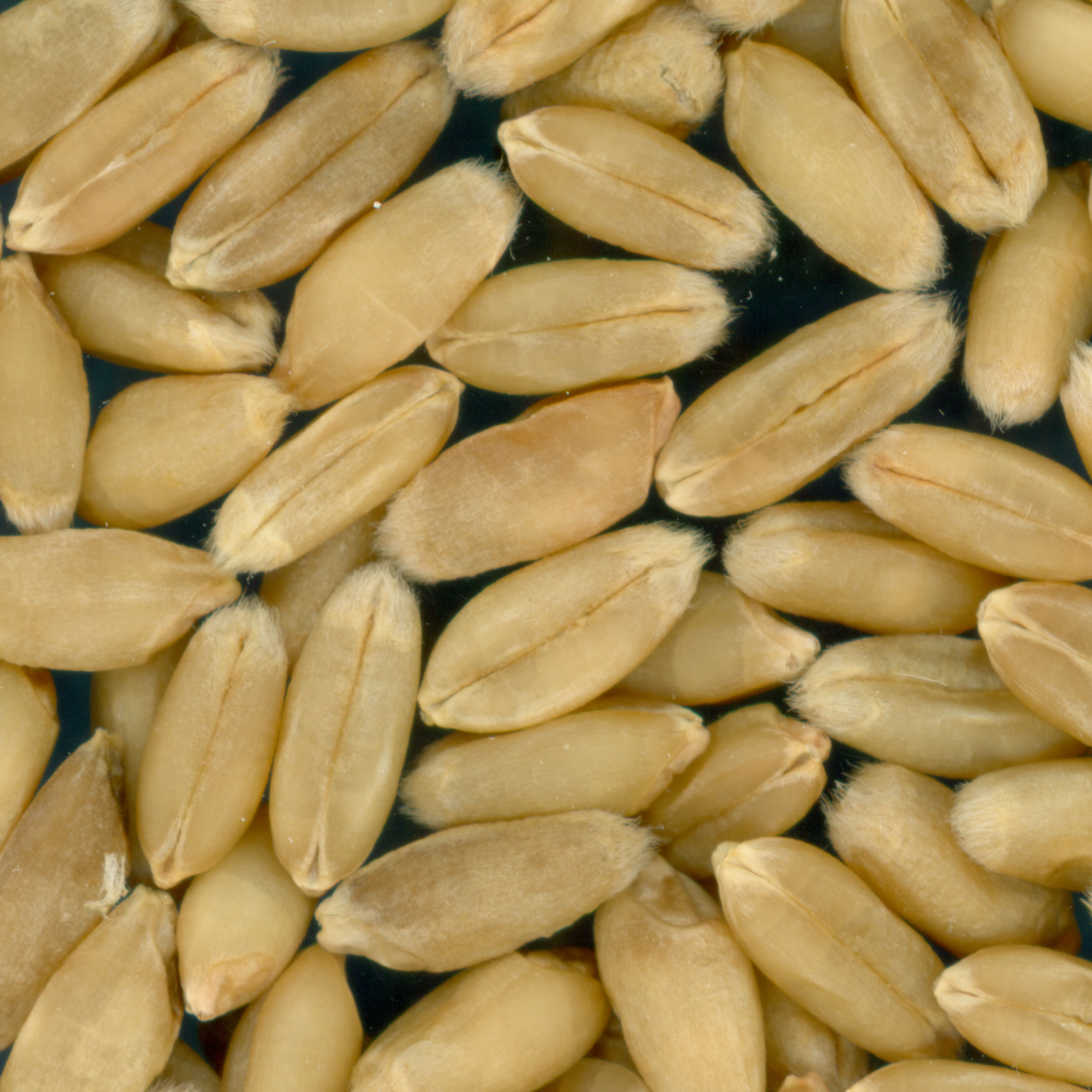 Click for 2 image(s) for this accession. KERNELS